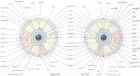 iridology_chart.jpg (69025 bytes)